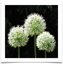 White Alliums, Dunham Massey Gardens - Helen Kulczycki
